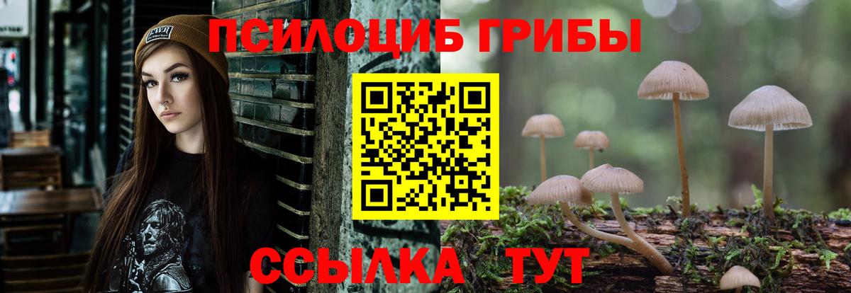 Урюпинск  Галлюциногенные грибы Cubensis  Вход с VPN 
